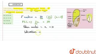 If the number of chromosomes in the secondary nucleus of Zea maize is 20 what will be the numbe [upl. by Edris965]