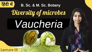 Diversity of microbes  Vaucheria  in Hindi  Botany  B Sc amp M Sc [upl. by Robby]