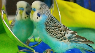 Parakeet sounds  Budgie singing to mirror [upl. by Gona712]