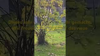 schrebergarten follow garten bio feigen project hochbeet trampoline music cover song [upl. by Chaille]