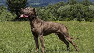 Get To Know The American Bandogge A Regal Beast [upl. by Nevram843]