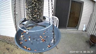 20240314  A picky Blackcapped Chickadee tosses several seeds before finding the perfect one [upl. by Sarah]