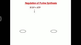 Regulation and Clinical application of purine synthesis [upl. by Nanon]