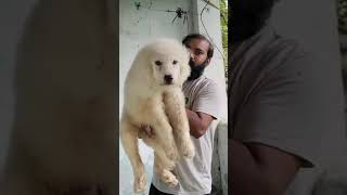 dog pyrenees greatpyrenees pets doglover puppy 8403952235 animals [upl. by Ettenaej]