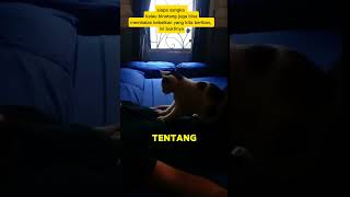 BALAS BUDI KUCING KEPADS MAJIKANNYA [upl. by Ulyram]