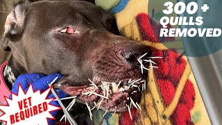 Removing Porcupine Quills  Porcupine Attack  Vet Required [upl. by Idnerb]