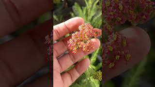 yarrow mustsee garden viral shorts [upl. by Little631]