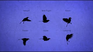 Bird Flight for Animators [upl. by Neelyam]