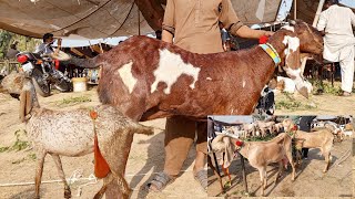 Nagri Beetle Gaban path aur Bakriyan  Beetle Nagra Breeder  Rates update  Bakra Mandi [upl. by Kyla749]