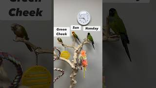 Difference Between CONURES Green Cheek Sun and Nanday conure [upl. by Fabrice]