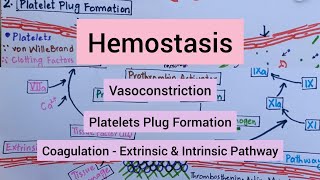 Hemostasis  Vasoconstriction  Platelets Plug Formation  Coagulation [upl. by Siramed261]