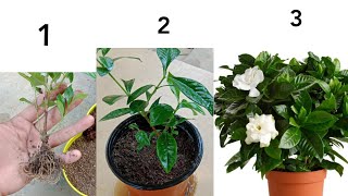 How To Grow Gardenia From Cuttings  Gardenia Plants Cutting  Gandharaj Plant Cuttings [upl. by Eloc963]