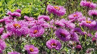 Mor çiçek☺️Ismini bilen var mı nature travel doğalyaşam çiçek flowers flower blommor shorts [upl. by Karine840]