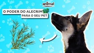 O PODER DO ALECRIM PARA O SEU PET  Animal Balance [upl. by Nickolai]