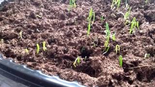 Timelapse of onion seeds sprouting [upl. by Scotney]