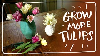 Secret to Multiply Tulips [upl. by Grey]