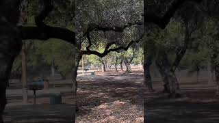 Zilker park Edwards plateau and backland prairie [upl. by Noel]