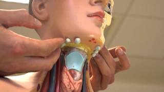 Neck Anatomy  Organisation of the Neck  Part 1 [upl. by Negeam]