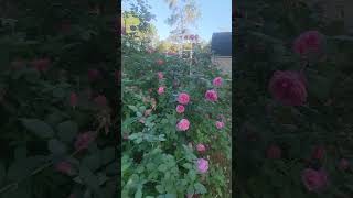 Mrs BR Cant explosion Tampa Florida roses zone 9b garden mexicanrose floridaflowers [upl. by Anelim]