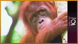 🇦🇺 The Orangutan Whisperer  101 East [upl. by Aredna]