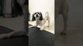 Shih Tzu Barking 😂 [upl. by Eilra792]