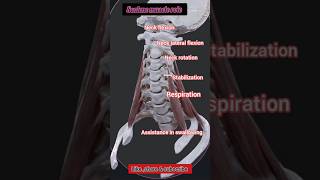 Scalene Muscle Role physiotherapymovementsstrengthpoweryoutube [upl. by Masha]