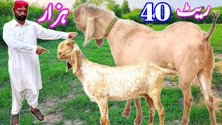 21024 makhi cheeni praignet bakriyan at bismillah goat farm goat business dera ghazi khan [upl. by Derek]