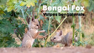 Playful Bengal foxVulpes bengalensis pups  4K  Nalsarovar Gujarat India [upl. by Eudosia]