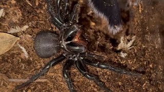 MASSIVE FUNNEL WEB rehousing [upl. by Araz]