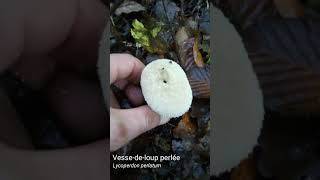 Vessedeloup perlée Lycoperdon perlatum [upl. by Borman]