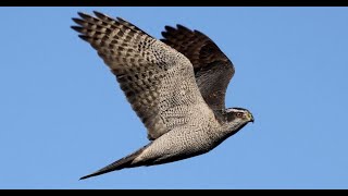 Wild GOSHAWK River HUNTING UK  Accipiter gentilis [upl. by Ennaear]