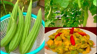 Harvesting Ridge Gourd For Cooking Ridge Gourd Recipe Jhinge Aloo Posto Recipe [upl. by Pauiie]