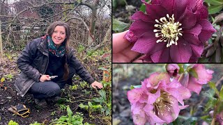 Hellebore Winter Care  Quick Tips  Homegrown Garden [upl. by Ancilin975]