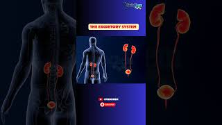 humanorgan excretion excretorysystem shorts shortsfeed [upl. by Ceil844]