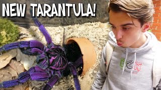 WE GOT A SUPER RARE GIANT PURPLE TARANTULA  BRIAN BARCZYK [upl. by Heisser]