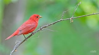 Summer Tanager [upl. by Oriane36]