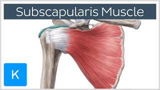 Subscapularis Muscle  Origin Insertion Innervation amp Action  Human Anatomy  Kenhub [upl. by Jairia]