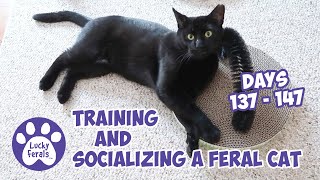 Training And Socializing A Feral Cat  Part 16  Days 137  147  Cat Video Compilation [upl. by Ecirtnom]