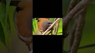 Rare slomo Rufous Treepie healing healingmusic rufoustreepie birds bird birdslover asmreating [upl. by Blum417]