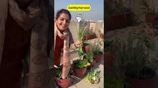 December ka Harvest from Terrace Garden  Itni badi Knol Knol  Karonda aur kya kya shorts [upl. by Ahsiliw]