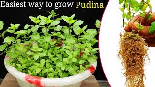 How to grow Pudina or Mint at home  Fastest and Easiest way [upl. by Aryhs]