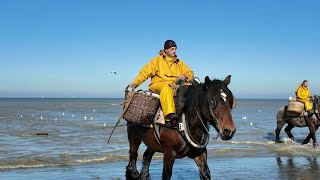 Tourism keeps traditional horseback shrimp fishing alive on Belgian coast  AFP [upl. by Naves751]