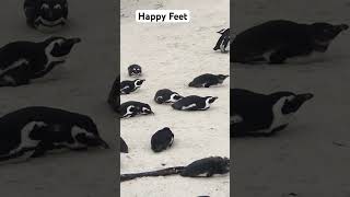 Penguins at Boulders Beach in Simon’s Town South Africa 🇿🇦 [upl. by Marcellina]