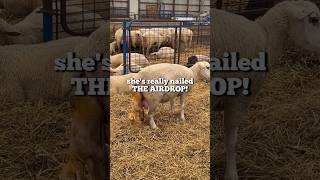 MAMA’S AIRDROPPING TRIPLETS sheep lambing triplets [upl. by Noirad]