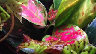 Whats Blooming Dart Frog Vivarium Edition [upl. by Erreit]