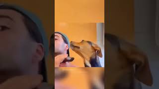 Funny and cute dog compilation 🤣funnydogs cutespets funnypets cutedogs doglover dog [upl. by Sancho]