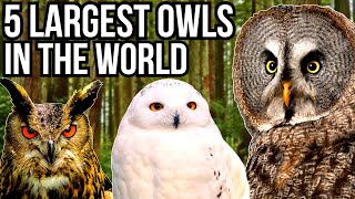 5 Of The Largest Owl Species In The World [upl. by Anniala]