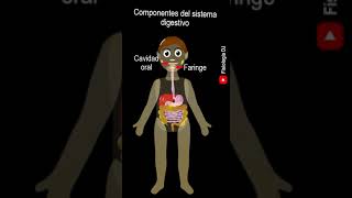 Aparatos y sistemas del cuerpo humano  Componentes del sistema digestivo  Cuerpo humano [upl. by Heger]