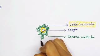 Graafian follicle structure english  Oocyte structure [upl. by Truda]