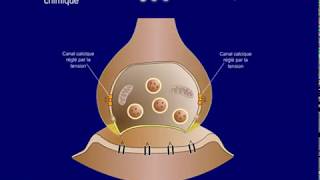 Animation la synapse [upl. by Jerrold]